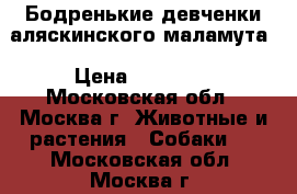 Бодренькие девченки аляскинского маламута › Цена ­ 15 000 - Московская обл., Москва г. Животные и растения » Собаки   . Московская обл.,Москва г.